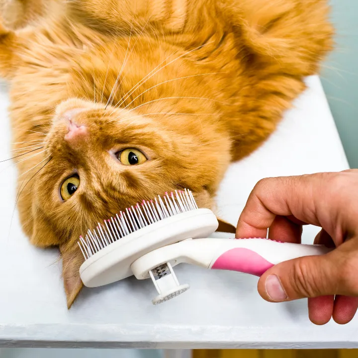 Professional cat grooming in Katy, TX featuring gentle brushing, trimming, and bathing care for cats