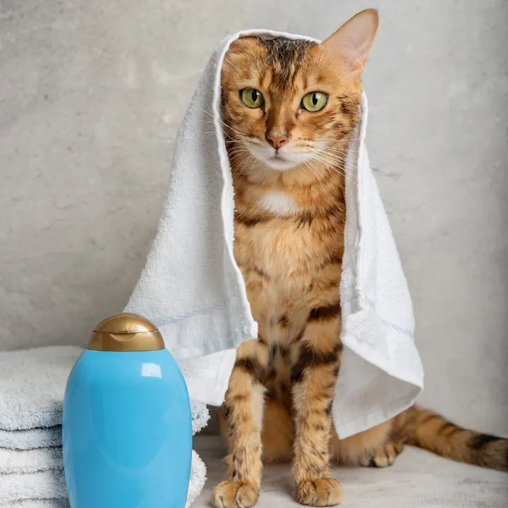 Bengal cat wrapped in a towel after a cat-safe bath in Katy, TX