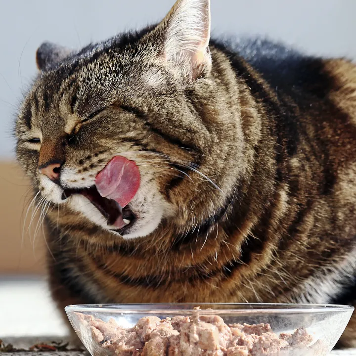 Tabby cat licking its lips after a meal from its bowl