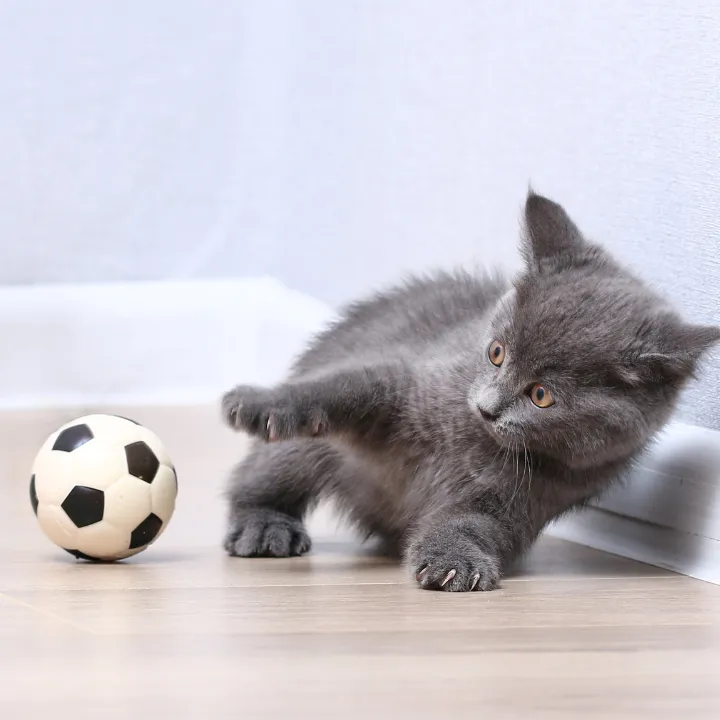 Gray kitten playing with a small ball during play time