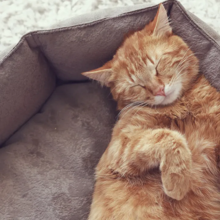 Orange cat sleeping comfortably in a plush cat bed
