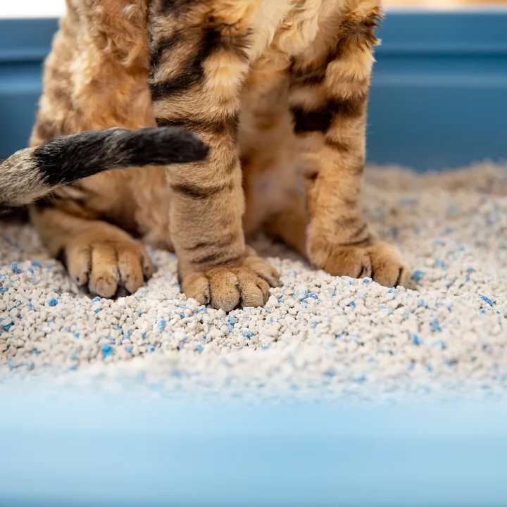 Cat standing in a clean litter box with fresh litter