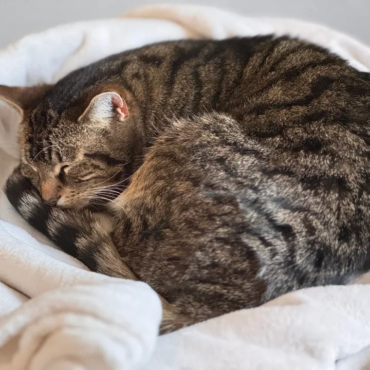 Tabby cat curled up asleep on a soft blanket in a private room