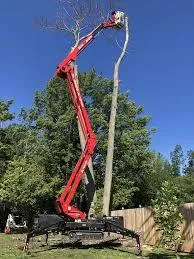 Peoria Tree Removal