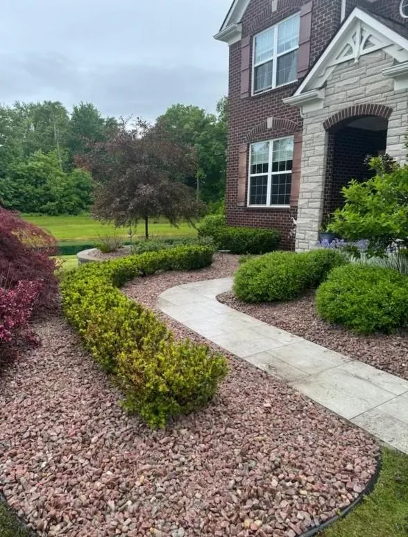 orange petaled flowers