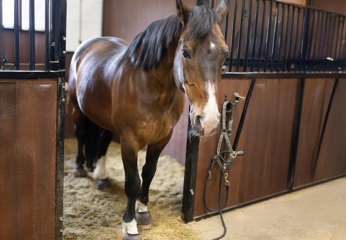 shallow focus photography of strawberries on person's palm