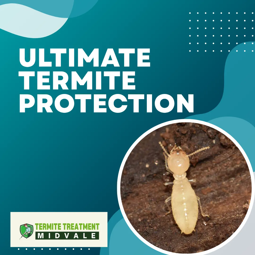 expert termite solutions