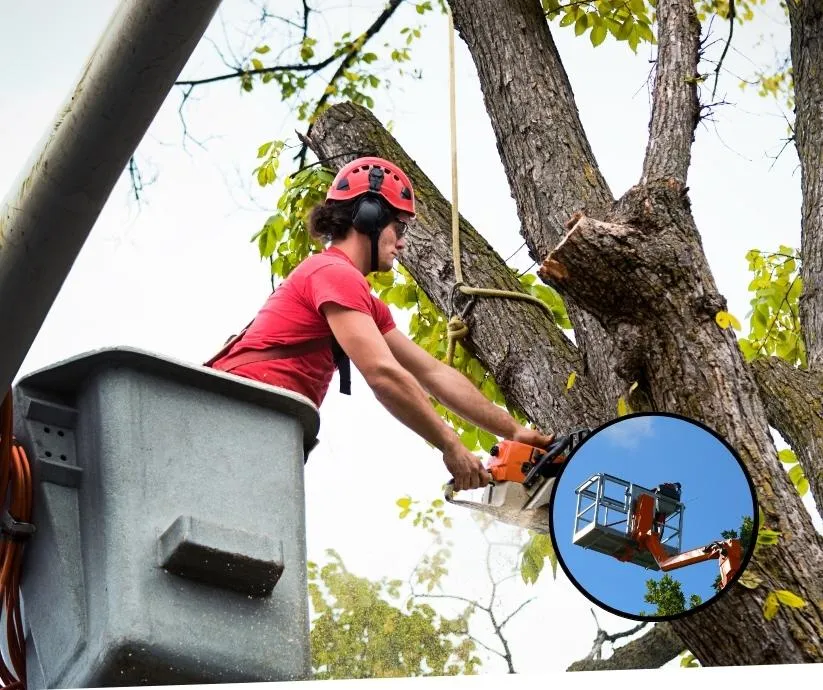 Tree services in South Jersey - Apex Estates Inc.