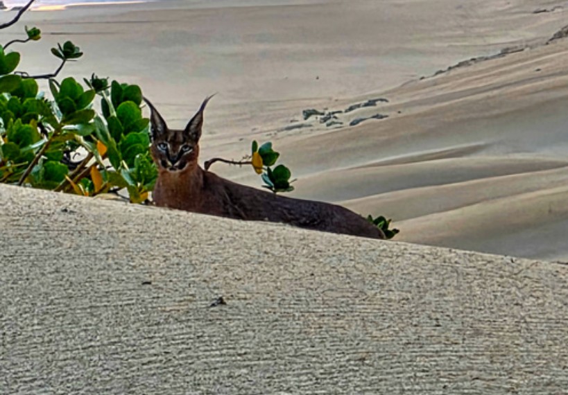 Pristine dunes and coastal vegetation at Blue Horizon Bay
