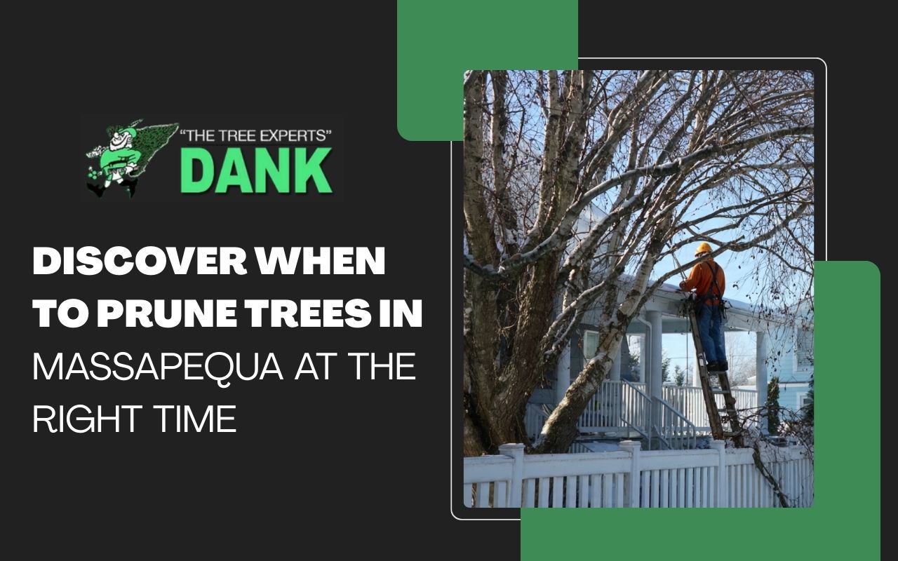Discover when to prune trees in Massapequa at the right time