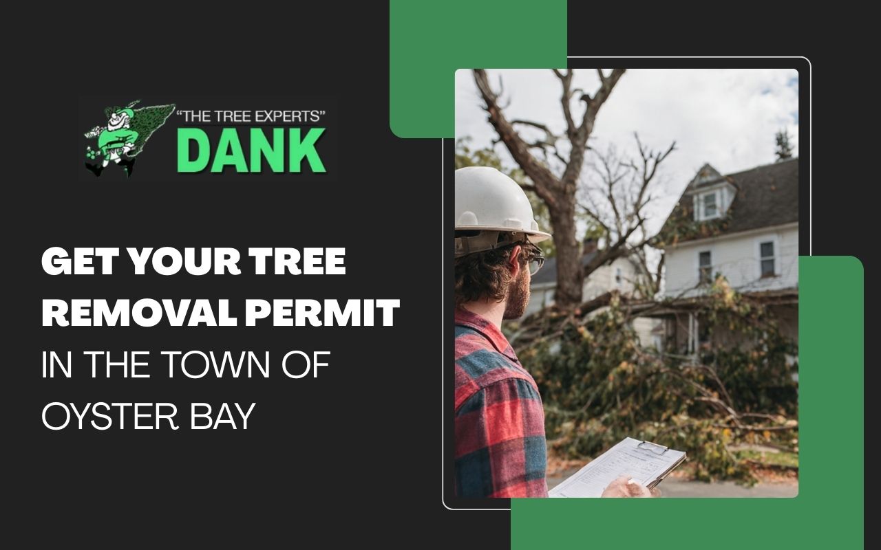 Get Your Tree Removal Permit in the Town of Oyster Bay
