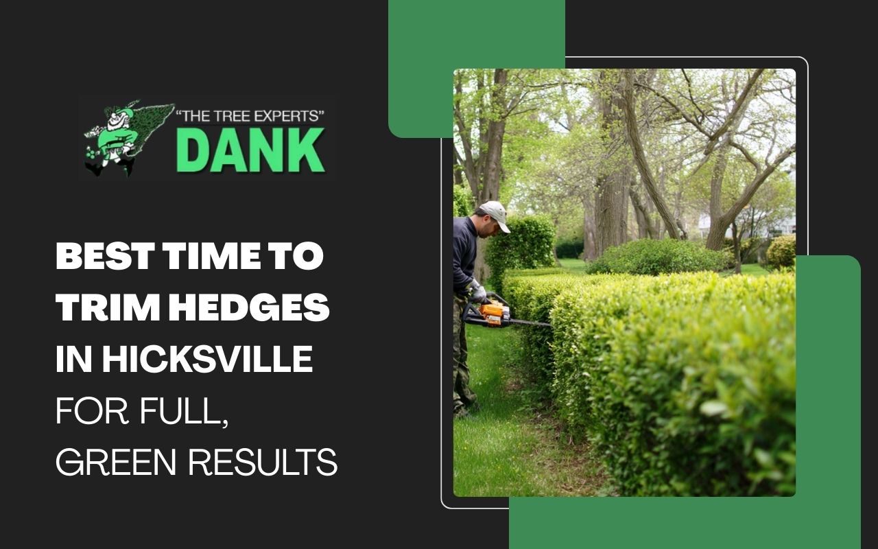 Best Time to Trim Hedges in Hicksville for Full, Green Results