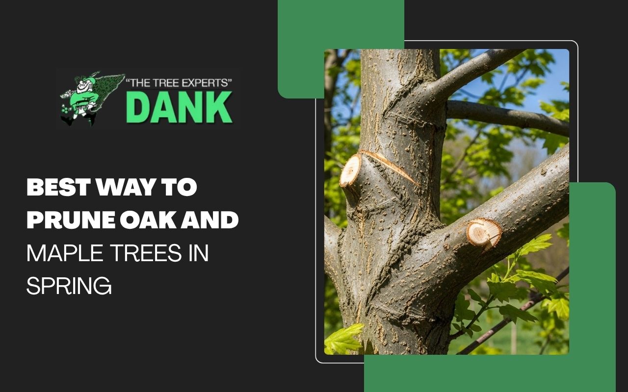 Best way to prune oak and maple trees in spring with clean branch cuts