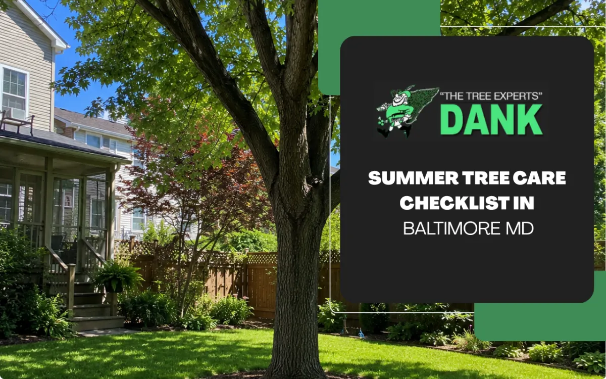 Healthy backyard tree in Baltimore during summer tree care