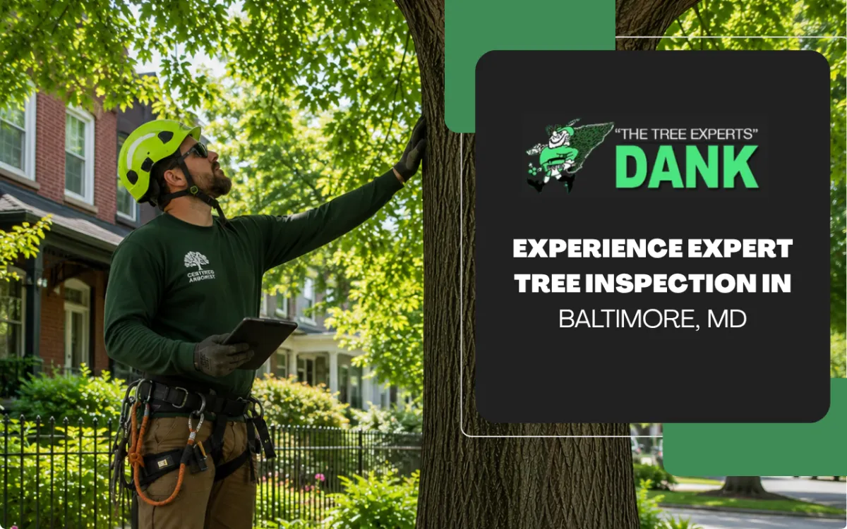 Tree Inspection in Baltimore, MD | Safer Trees