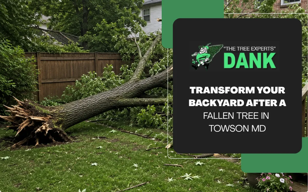 Fallen Tree in Towson, MD: Safe Backyard Recovery Tips
