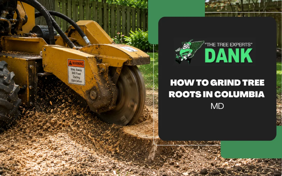 Grind Tree Roots in Columbia,MD | Yard Restoration