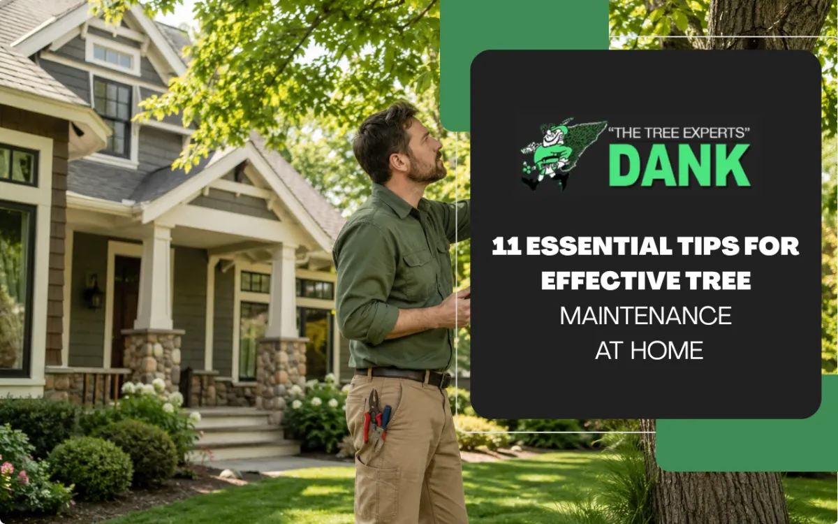 Tree maintenance inspection for healthy trees around a home