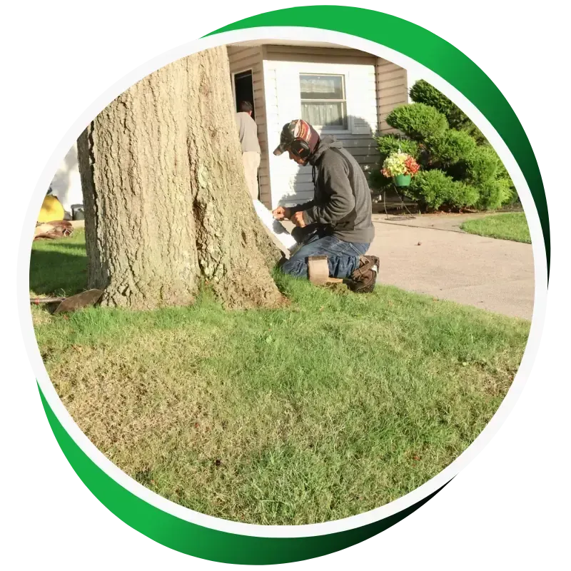 Tree service technician assessing tree health and performing maintenance in Massapequa, NY, with residential home in background.