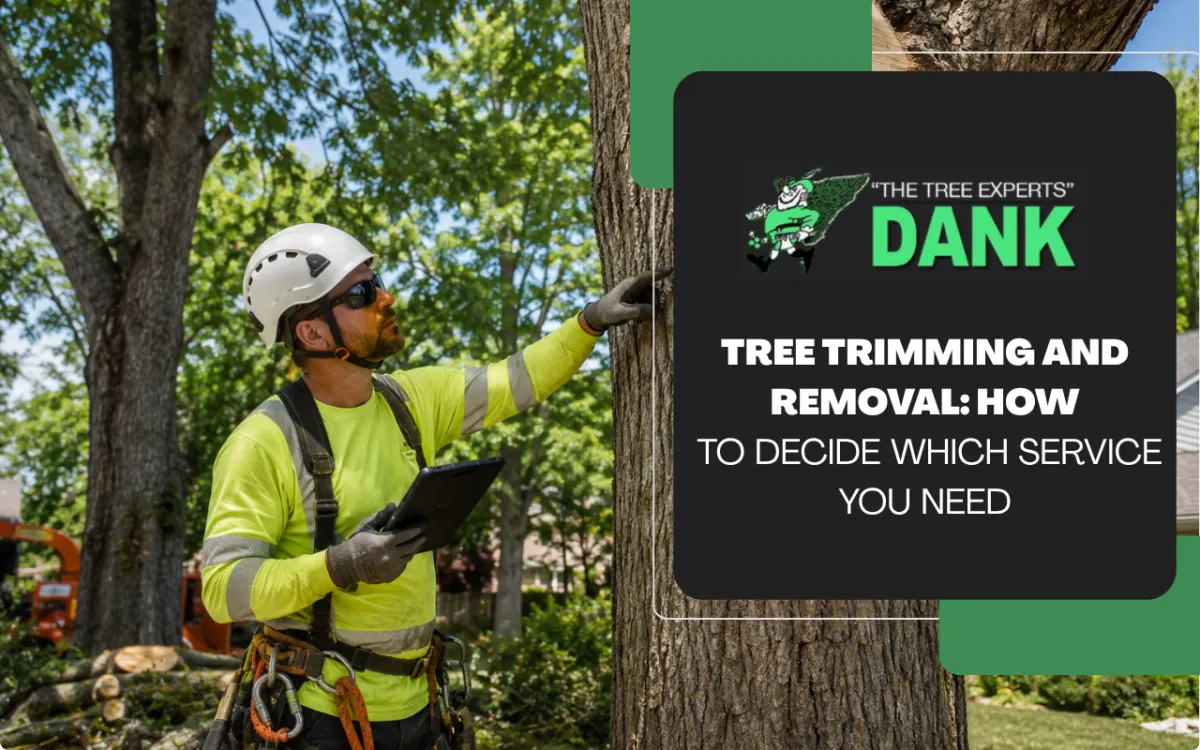 Tree trimming and removal assessment focused on structural condition and safety