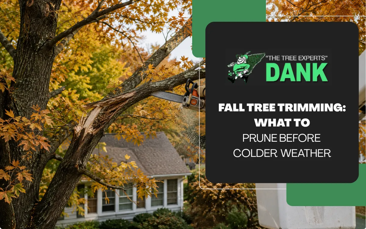 Fall Tree Trimming: What to Prune Before Colder Weather