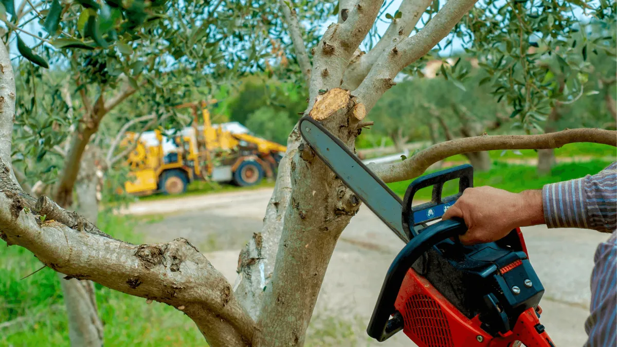 Tree Pruning