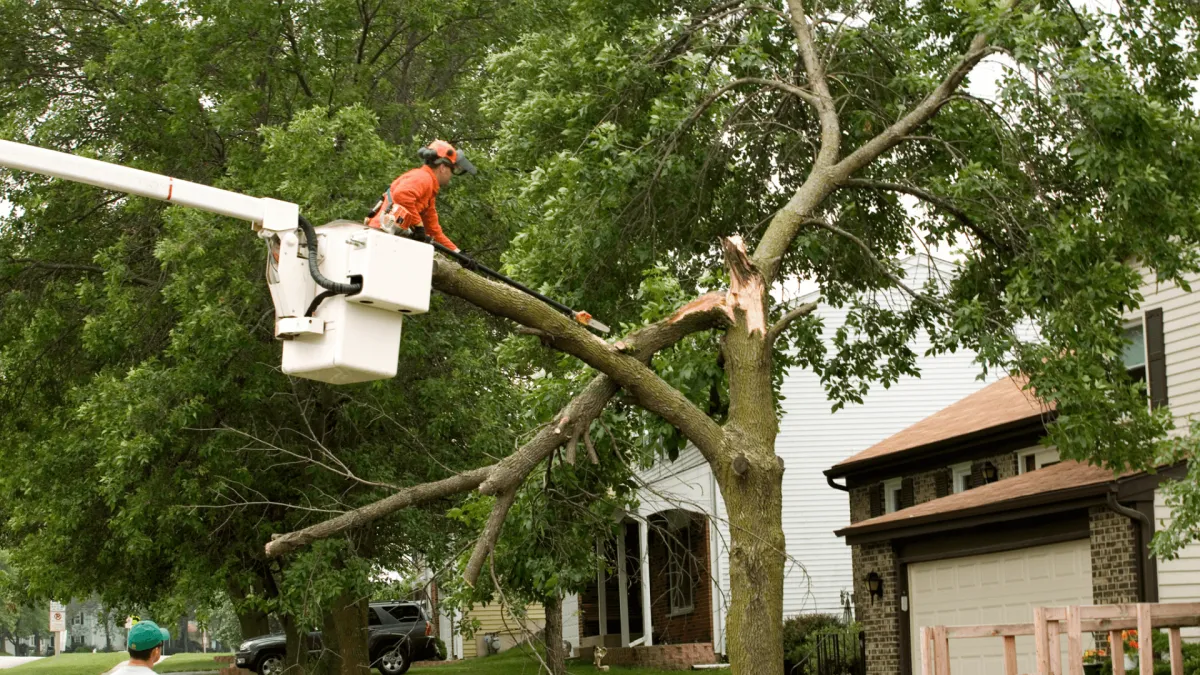 Tree Emergency