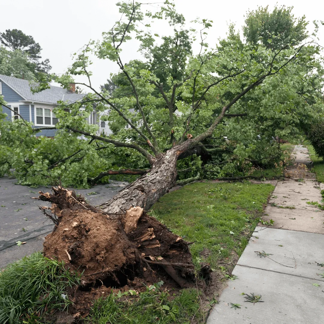 24/7 Tree Emergency