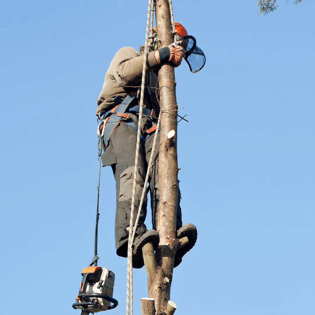 Tree Trimming