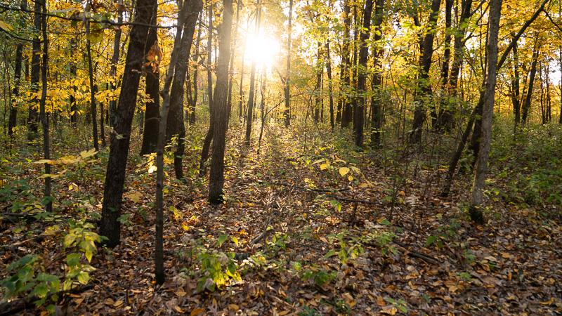 EHD Was Confirmed in Illinois This Month. Here Is How to Check Your Own Ground Before Opening Day.