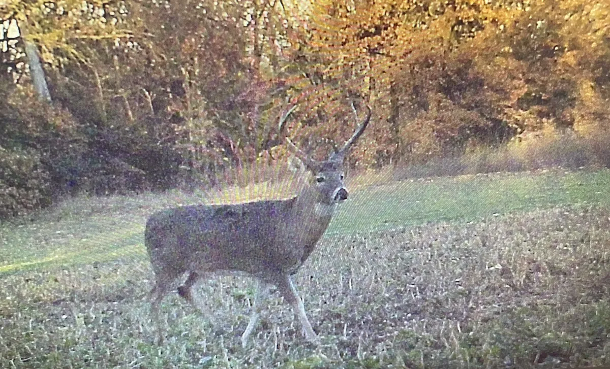 Western Illinois river bluff timber and agricultural terrain — Adams County hunting ground near the Mississippi