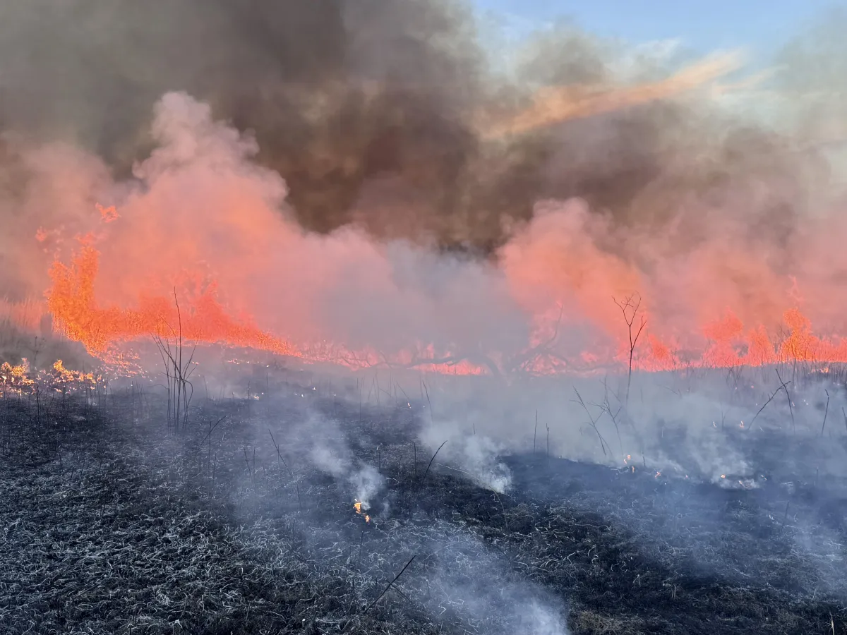 Controlled burn on Illinois land showing habitat improvement and land management for increased property value
