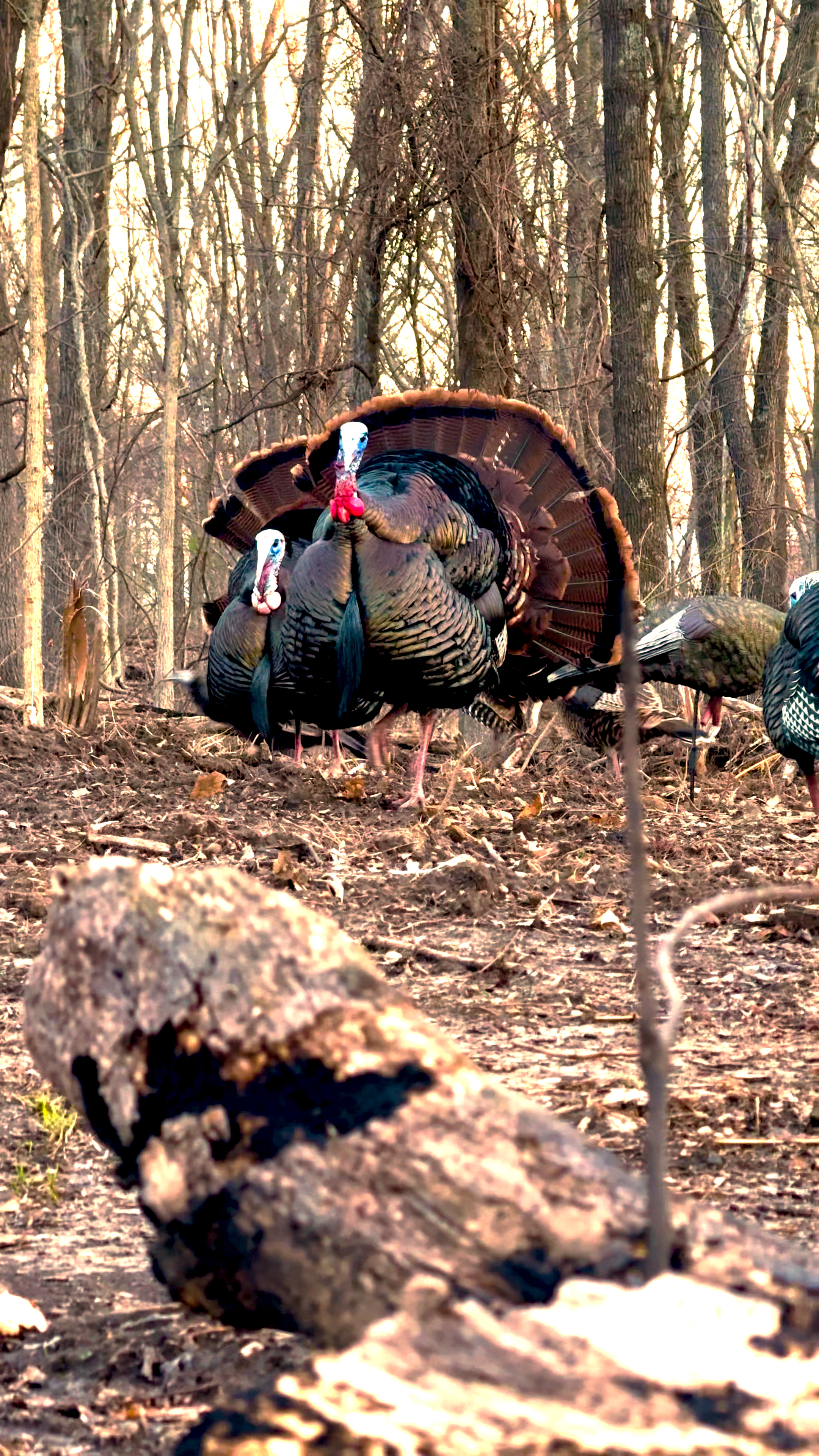 Father and young son turkey hunting at dawn on rural Illinois property, silhouette of turkeys visible in trees at first light