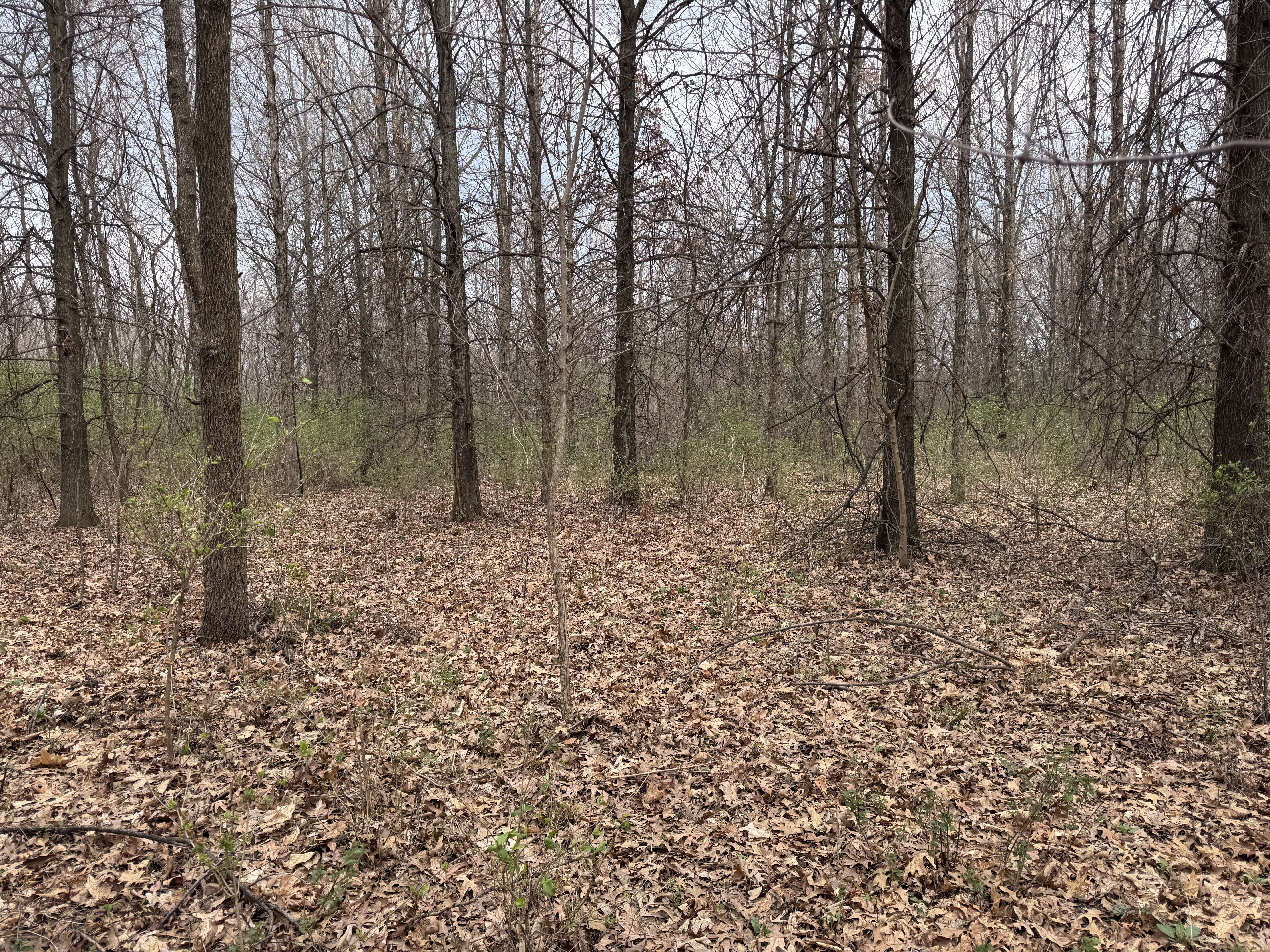 Young honeysuckle growth in central Illinois timber showing early green before native trees leaf out — invasive species identification on rural land