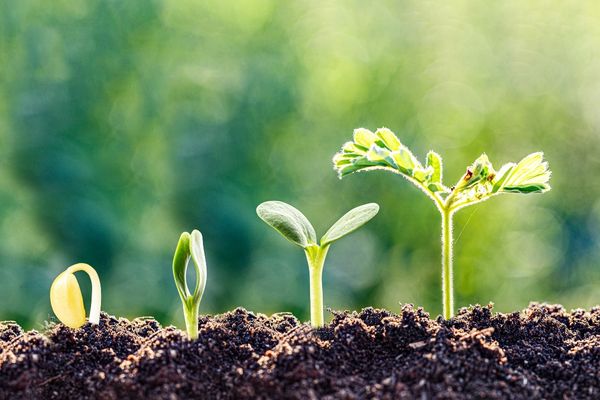 leadership-layer-agency-grows-too-fast