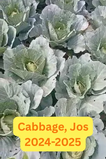 Cabbage
