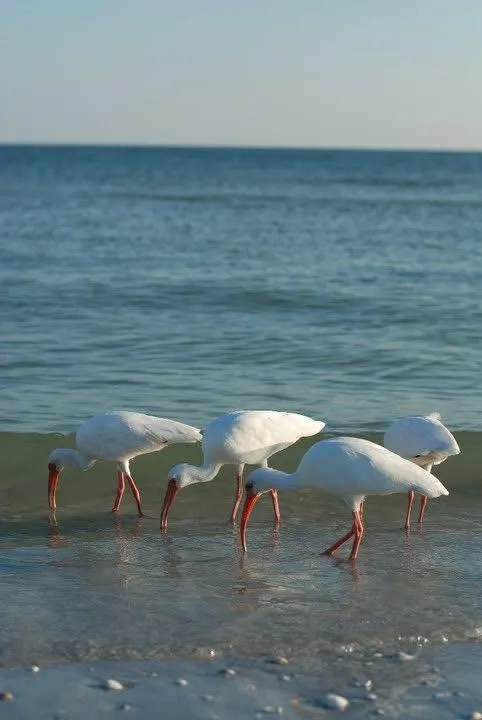 Aerial view of a luxury beachfront home on Sanibel Island, surrounded by turquoise water and white sand, with palm trees and a private pool, captured in golden hour light.