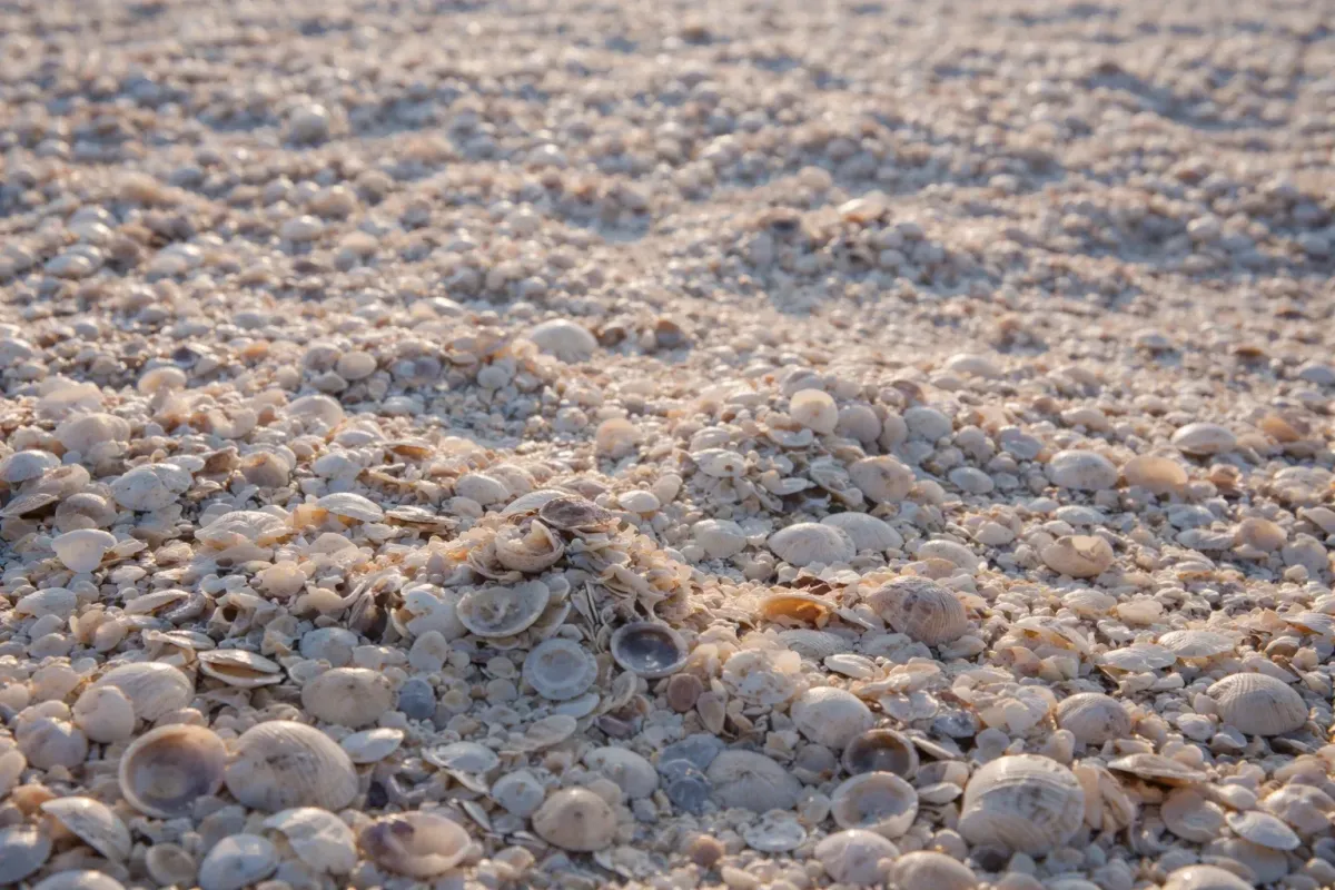 Private pool area with turquoise water, palm trees, teak loungers, and soft beige pavers.