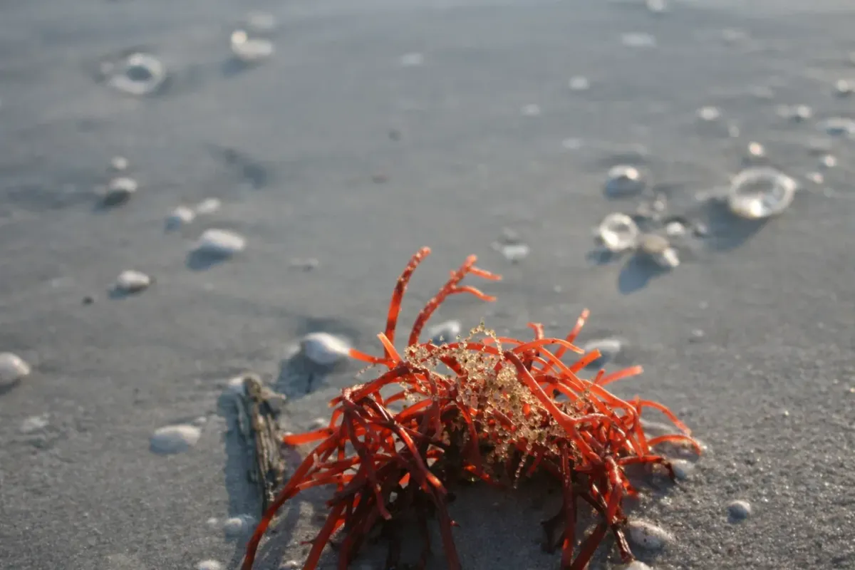 Sunlit gourmet kitchen with marble countertops, high-end stainless appliances, and a breakfast bar.