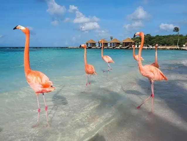 Aruba