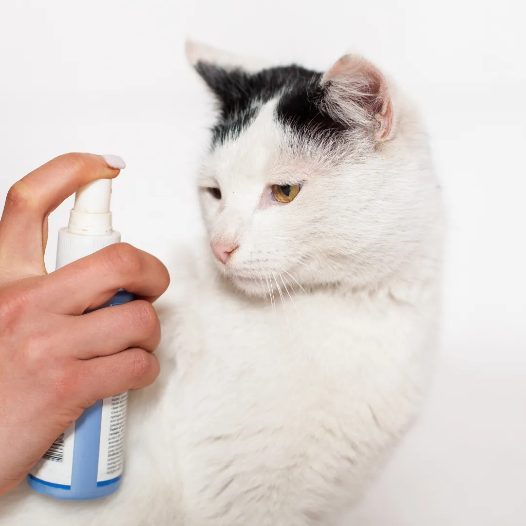 Pet Anxiety