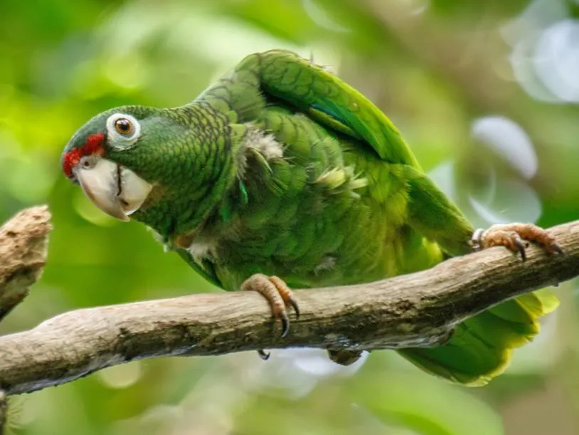 Puerto Rico Parrott