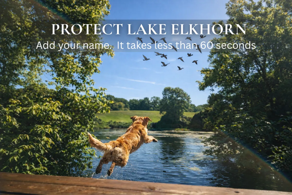 Golden retriever jumping into Lake Elkhorn on a sunny day, representing community enjoyment and preservation.