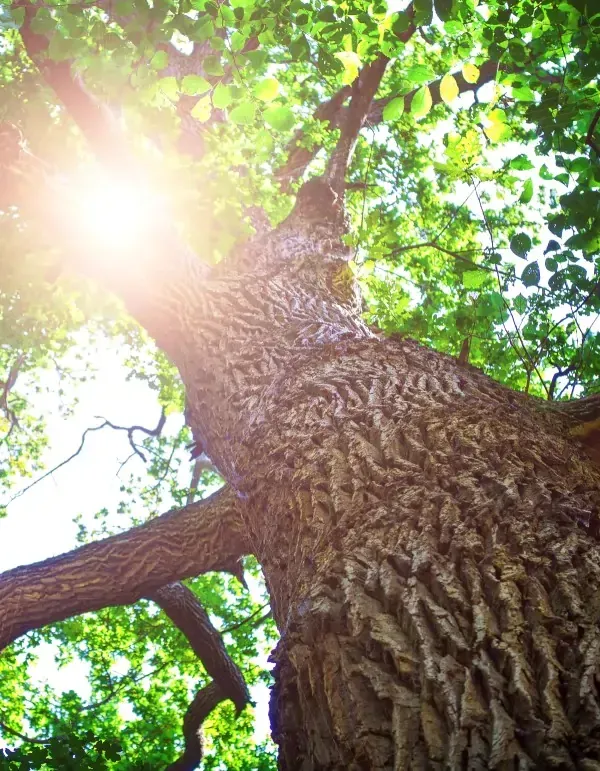 A Minnesota Red Oak Tree that can be for Tree Pruning or Tree Removal.