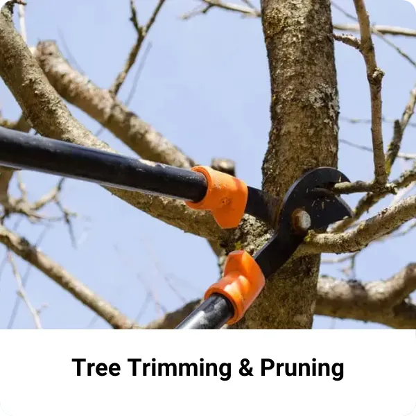 Tree Trimming and Pruning