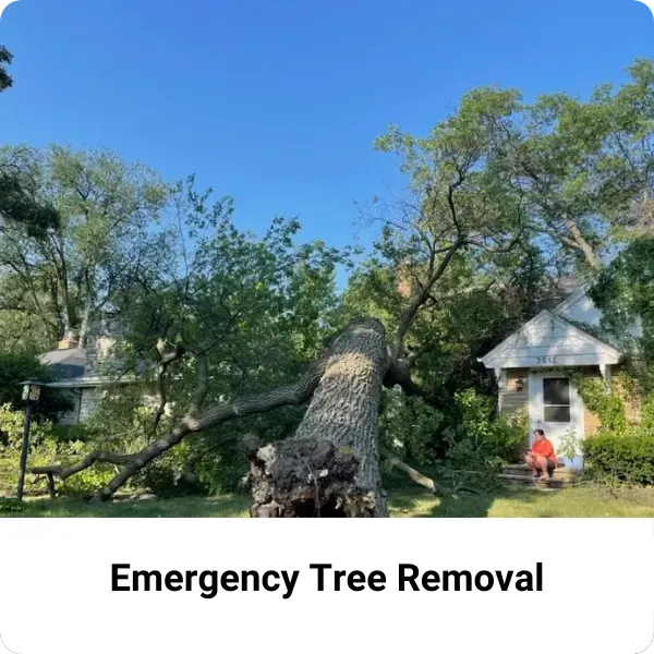 Emergency Tree Removal