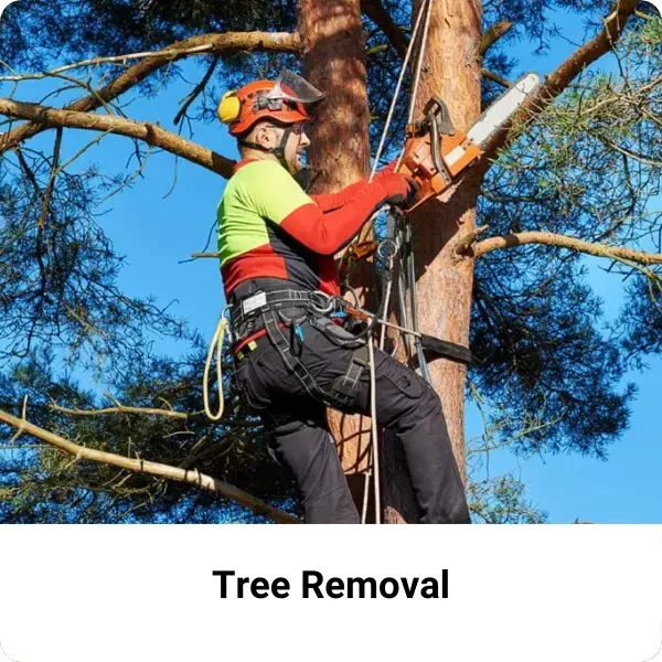 Tree Removal