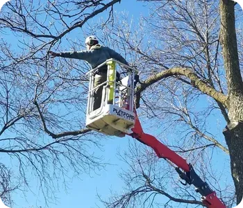 Boom Lift Tree Trimming and Pruning