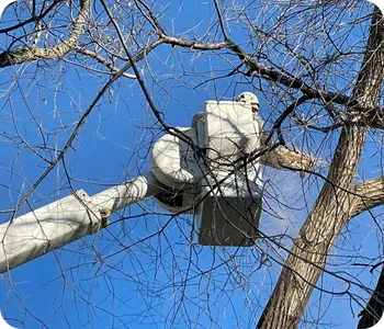 Boom Truck Tree Trimming and Pruning