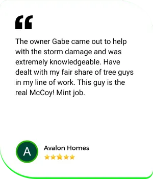 The owner Gabe came out to help with the storm damage and was extremely knowledgeable. Have dealt with my fair share of tree guys in my line of work. This guy is the real McCoy! Mint job Avalon Homes